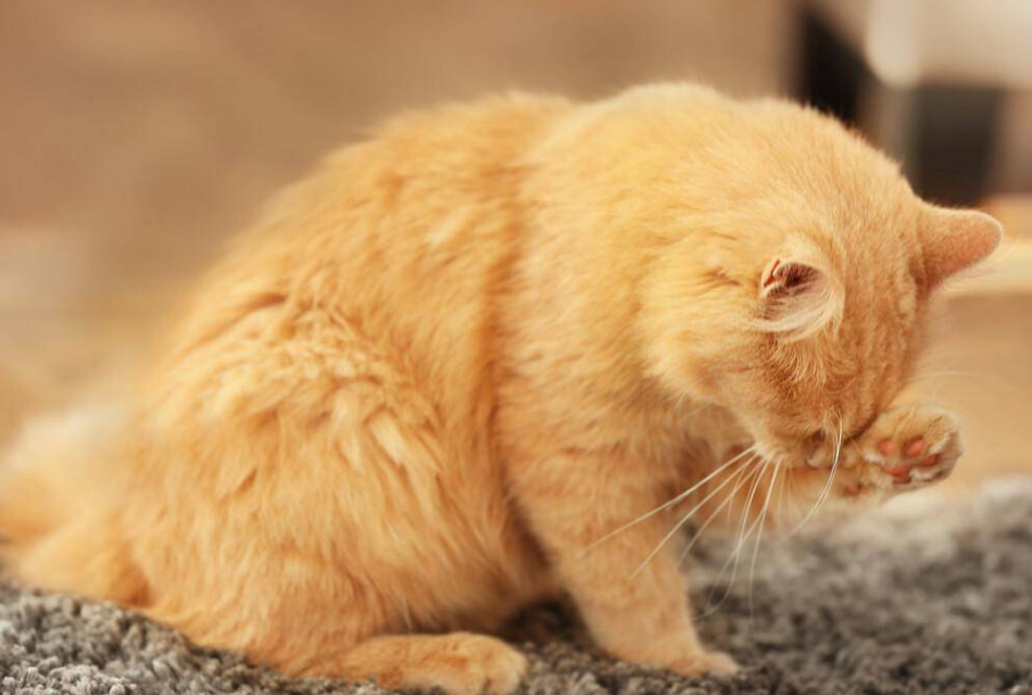 猫舔了体外驱虫药会有啥事吗