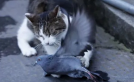 猫咬鸽子有什么特征