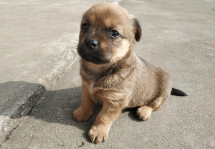 士狗幼犬和柴犬对比