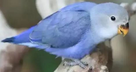 紫罗兰鹦鹉好看吗 紫罗兰鹦鹉好看吗