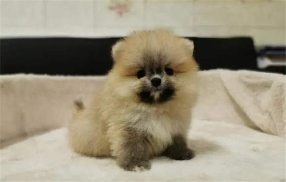 俊介博美犬和博美哪个贵 俊介博美犬和博美哪个贵