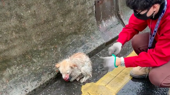 高架桥上救助出车祸小狗，撞击致双目失明！男生：以后我当你的眼