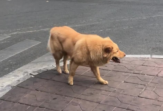 宠物犬横穿马路导致交通事故，责任谁担？