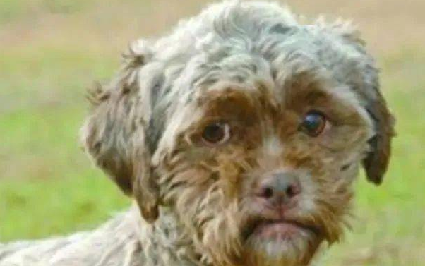 人面犬又称为人类狗 人面犬又称为人类狗