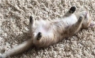 猫四仰八叉的躺着代表什么