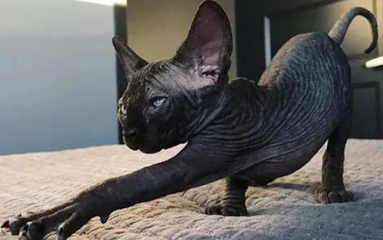 斯芬克斯猫黑色的猫咪品种 斯芬克斯猫黑色的猫咪品种