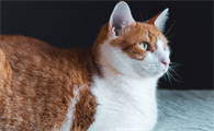 猫突然哀嚎一样怪叫