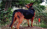 黑背犬寿命多少年