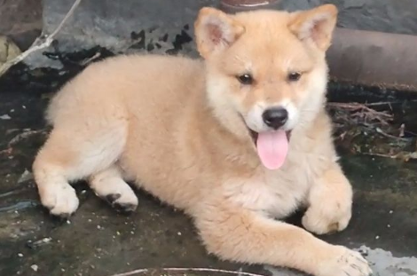 黄狗白面为什么不吉利