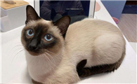 和暹罗猫长得像的猫