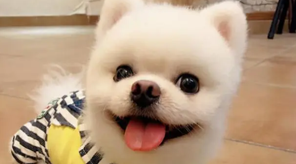 俊介博美犬和博美哪个贵 俊介博美犬和博美哪个贵