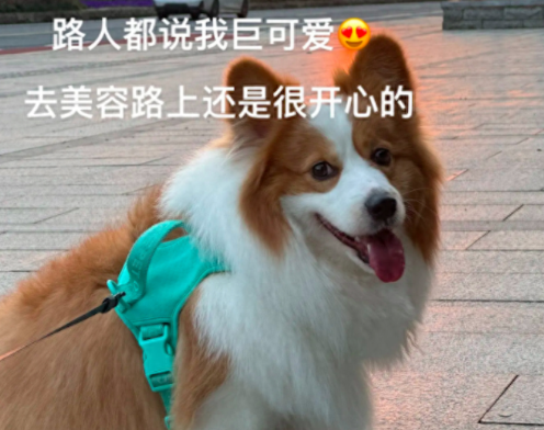 带柯基去宠物店美容,去时笑容满面回来时想哭 带柯基去宠物店美容,去时笑容满面回来时想哭