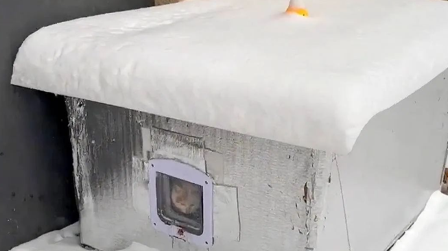 小区的猫咪如何捱过寒潮？ 南京有一家小区连续4年为流浪猫搭暖窝