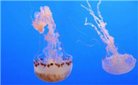 水母和海蜇是一种生物吗