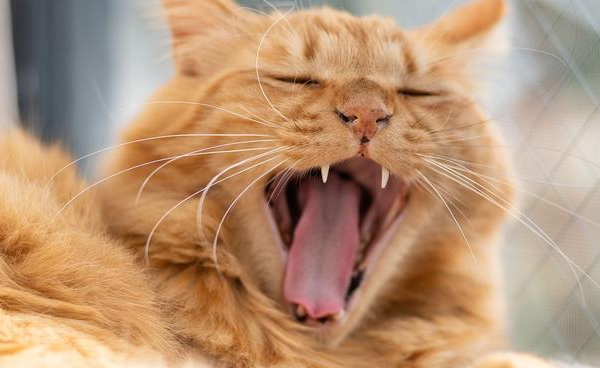 猫咪为什么一直叫唤？猫咪一直叫唤的原因有哪些？