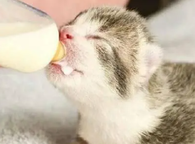 猫去到陌生的地方不吃东西