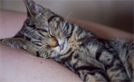 猫咪几个月做绝育最好