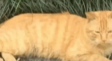 橘猫给自己找到“黄金项链”,主人凑近后,吓得头皮都发麻了 橘猫给自己找到“黄金项链”,主人凑近后,吓得头皮都发麻了