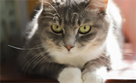 猫尿在花盆里怎么补救