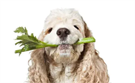 狗狗能吃芹菜吗