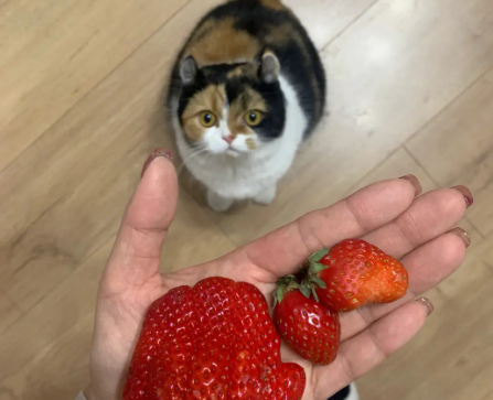 猫能吃草莓吗