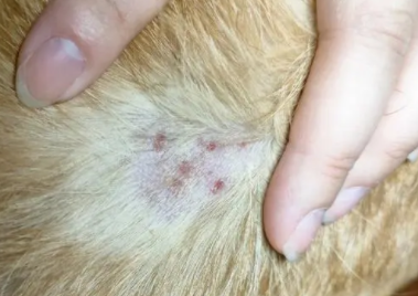 狗狗脓皮症结痂了是快好了吗 狗狗脓皮症结痂了是快好了吗