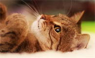 6个月猫妈妈还不给断奶