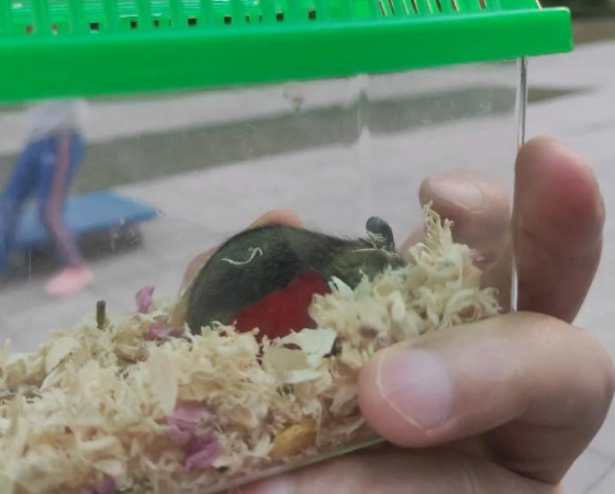 仓鼠可爱，也要小心被咬哦。那么问题来了，被仓鼠咬了要打针吗？