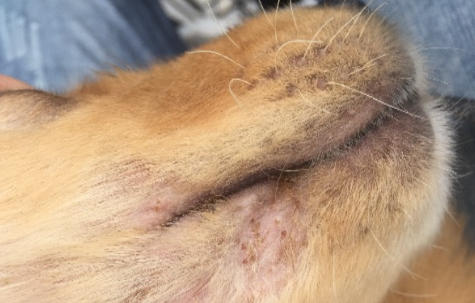 狗狗驱了虫还挠痒