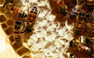 蜜蜂产蜜在什么月份