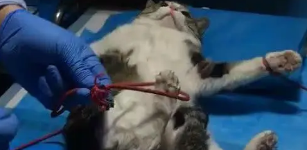 猫咪被绑住做手术，努力用尾巴遮住私处：这是我最后的倔强
