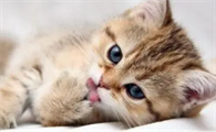 猫咪流鼻涕是怎么回事