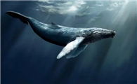 为什么鲸和海豚睡觉时不会被淹死