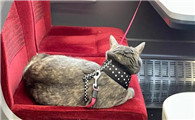 猫咪可以上火车吗