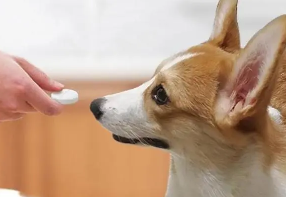 狗狗驱过虫了,为啥还一直抓