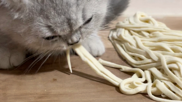 猫能吃面条吗