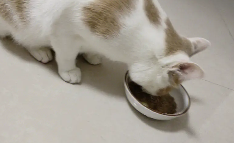 猫咪消瘦但是吃饭精神都正常