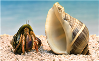 寄居蟹住在海螺还是贝壳