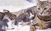 猫生5只小猫寓意最好