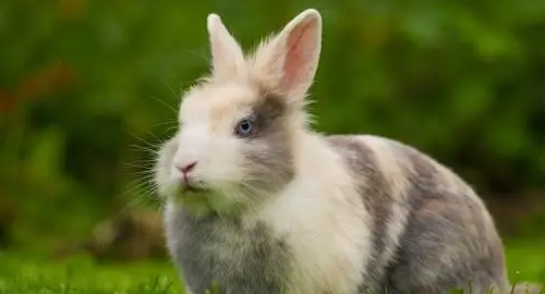 兔子看见就疯的五种“食物”，你家小兔也爱这些吗？赶快进来看看！