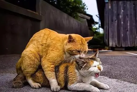 猫是怎么交匹配视频的