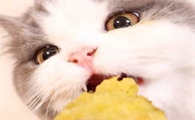 猫咪可以吃红薯吗