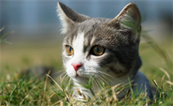 猫舔嘴巴有嘎啦嘎啦的声音