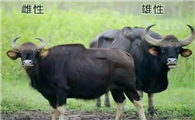 中国白肢野牛