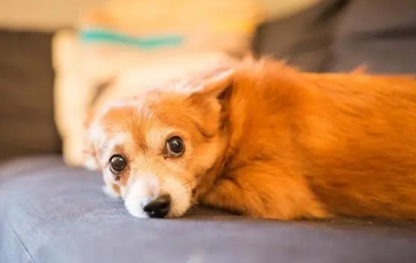 狗狗严重脱毛是怎么回事 狗狗严重脱毛是怎么回事