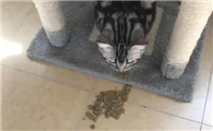 猫咪晚上突然喷射性呕吐