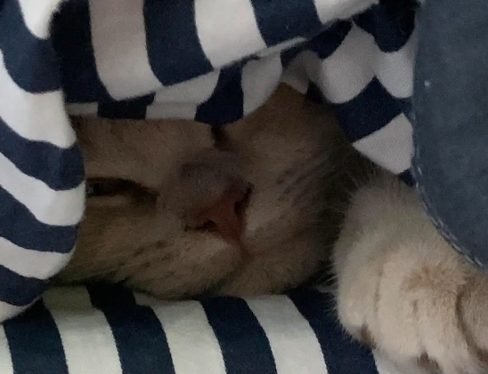 猫咪突然频繁钻被子 猫咪突然频繁钻被子