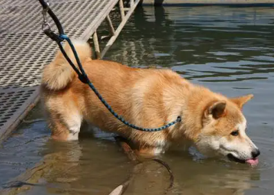 狗狗突然大量喝水大量撒尿