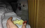狗狗吃了一点苹果核怎么办