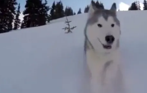 有机会就带着二哈去玩雪吧, 毕竟哈士奇可是西伯利亚雪橇犬